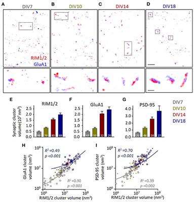 Correlative Assembly of Subsynaptic Nanoscale Organizations During Development